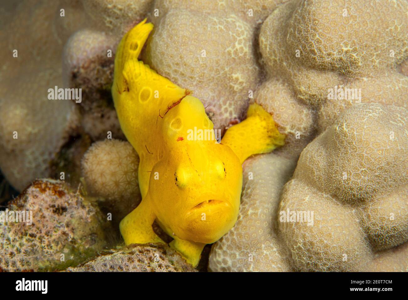 El pez de la rana de este joven Commerson, Antennarius commersoni, tiene solo tres pulgadas de largo, Hawai. Foto de stock