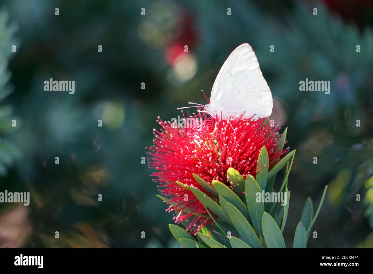Mariposa blanca en néctar de flores rojas, África Fotografía de stock - Alamy Mariposa blanca en néctar de flores rojas, África Fotografía de stock - Alamy