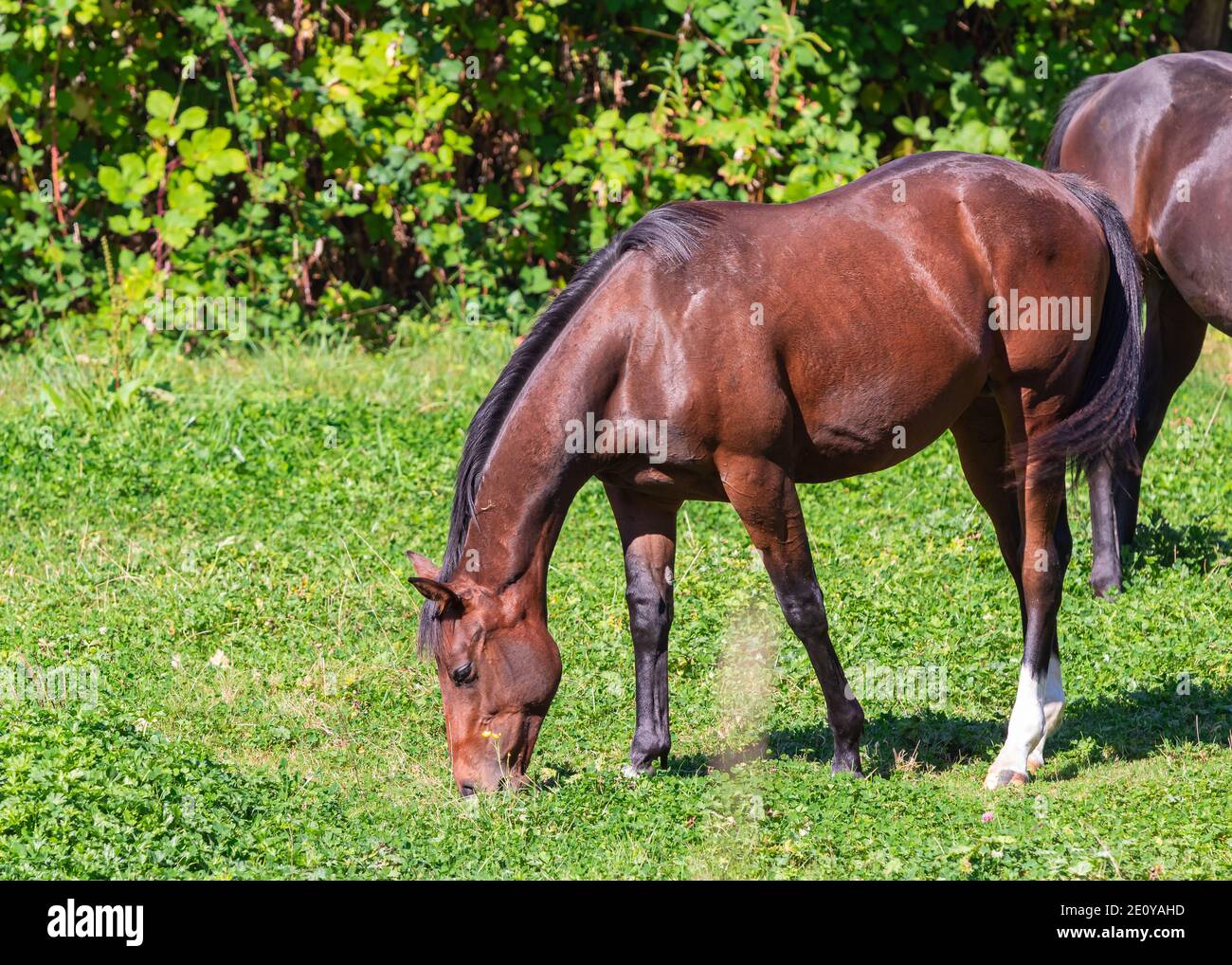Marrón hermoso caballo pastando en el pasto. Enfoque selectivo, foto de viaje, vista de calle. Foto de stock
