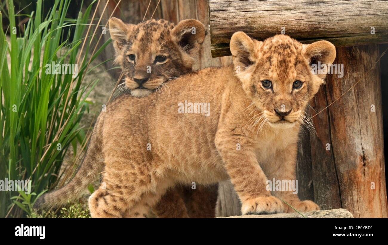 Leones De Bebe Jugando Fotos E Imagenes De Stock Alamy