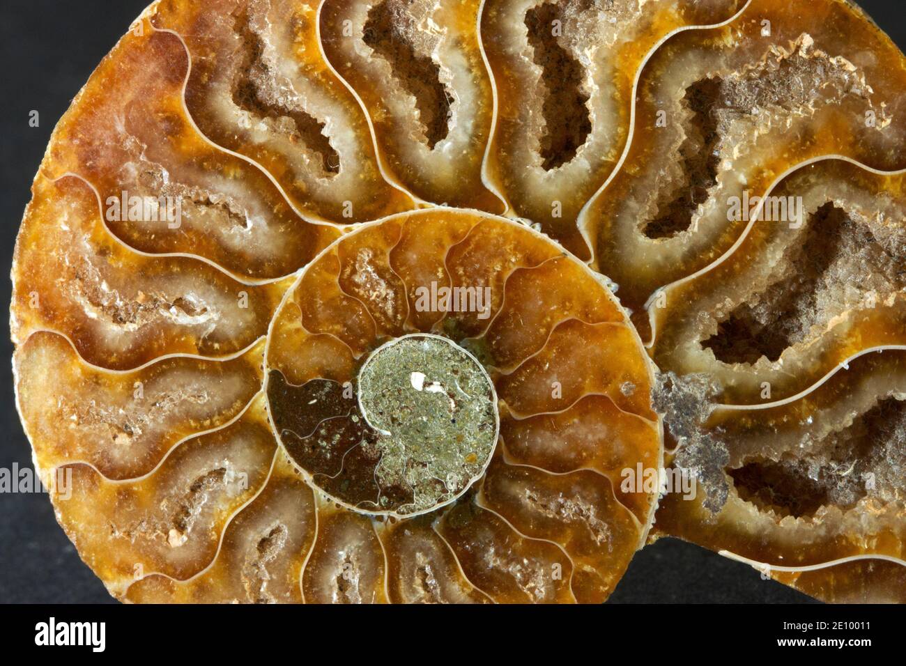 La septa, o cámaras llenas de gas que controlaban la flotabilidad de esta ammonita extinta durante su vida hace 100 millones de años Foto de stock