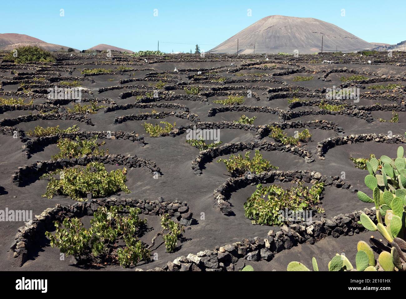 Viñedo típico en suelo de lava negra, Lanzarote, Islas Canarias, España, Europa Foto de stock