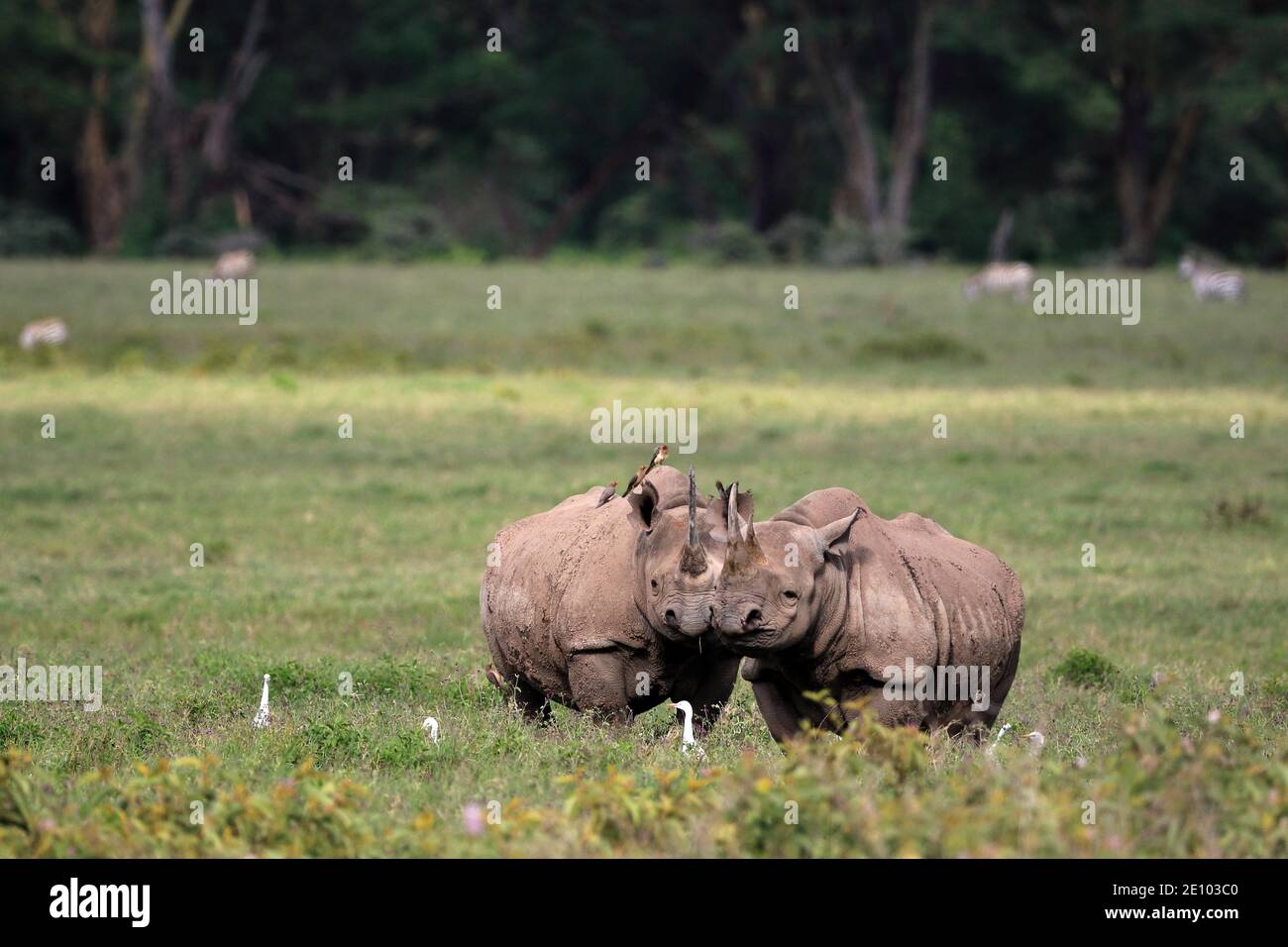 Dos rinocerontes negros (Diceros bicornis) pastando, par, Lago Nakuru, Kenia, África Foto de stock