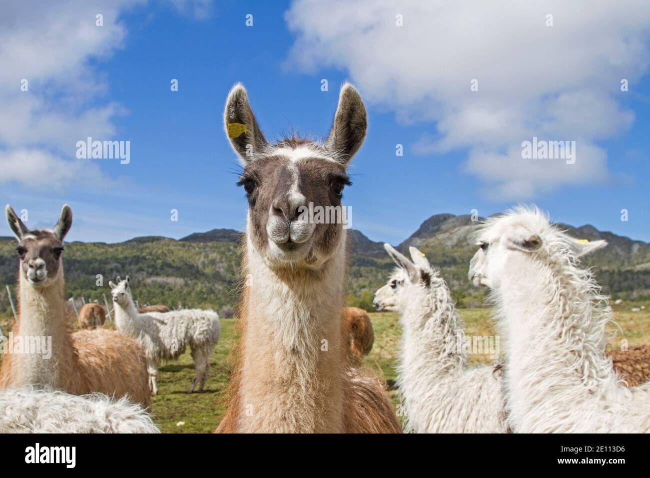 Un Grupo de Llamas Grazes en UNA pradera de montaña en Las montañas noruegas Foto de stock