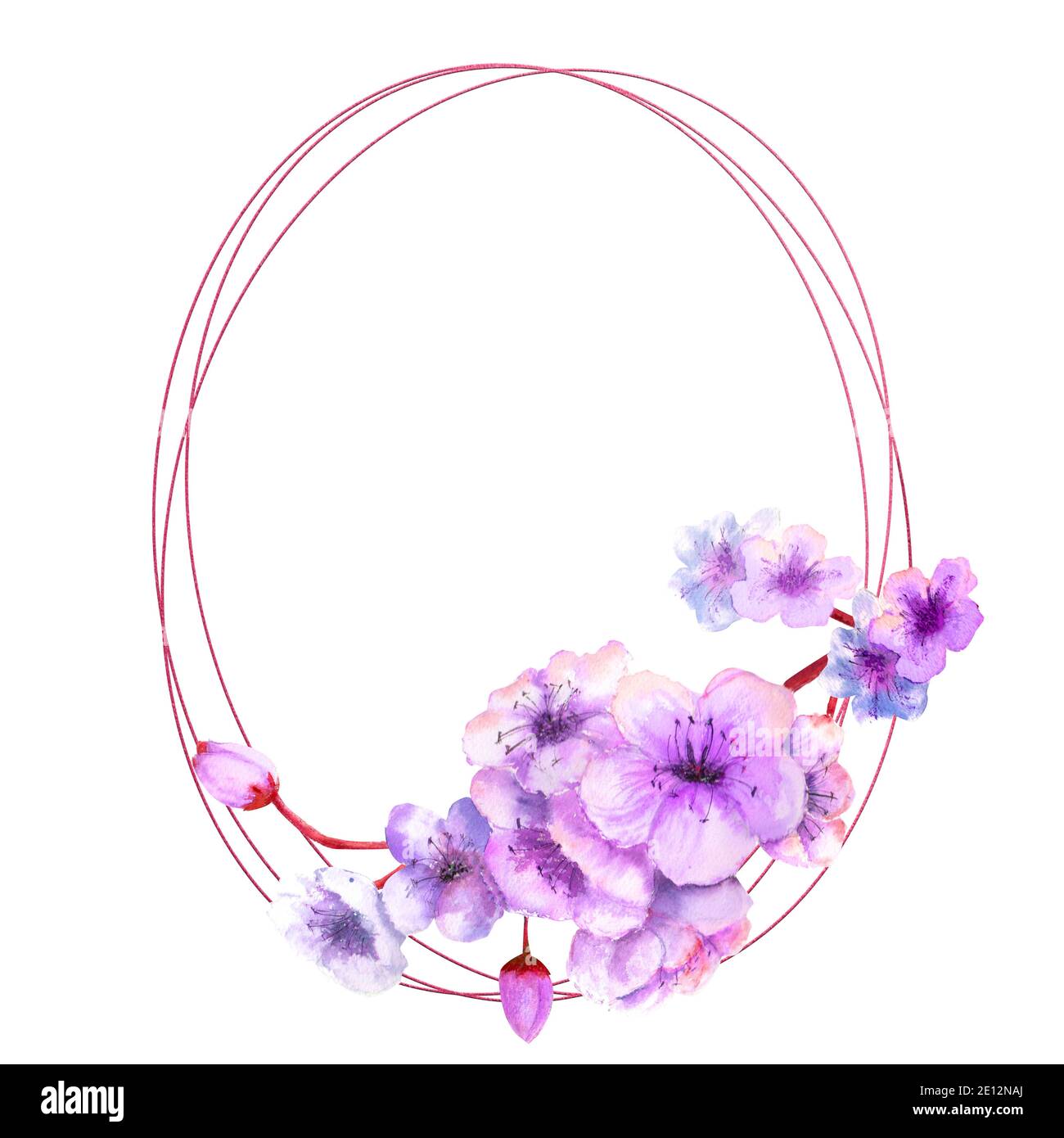 Flor de cereza, rama de flores de cereza con flores lilas brillantes en un  marco geométrico sobre un fondo blanco aislado. Imagen de primavera.  Acuarela Fotografía de stock - Alamy