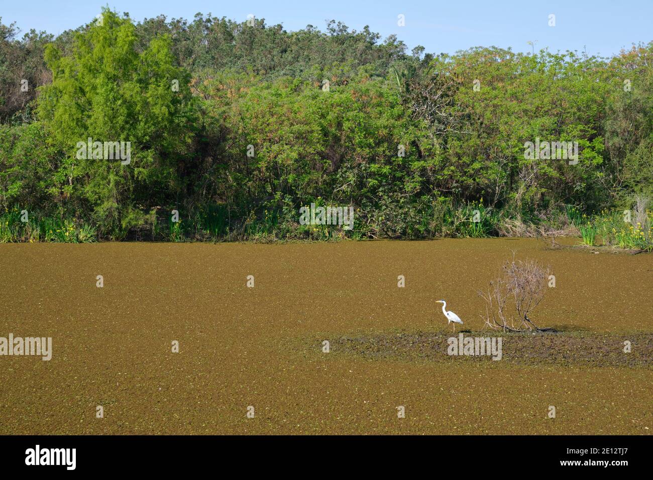 Gran garza, también conocida como garza común, garza grande o gran