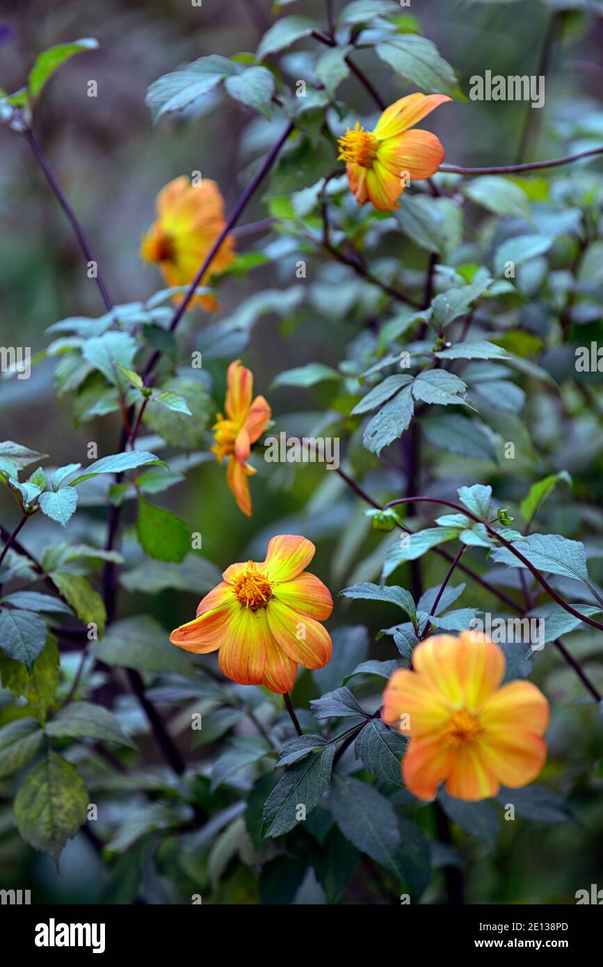 Dahlia plántulas,naranja albaricoque dalia, flores,flores,flores,RM Floral Foto de stock