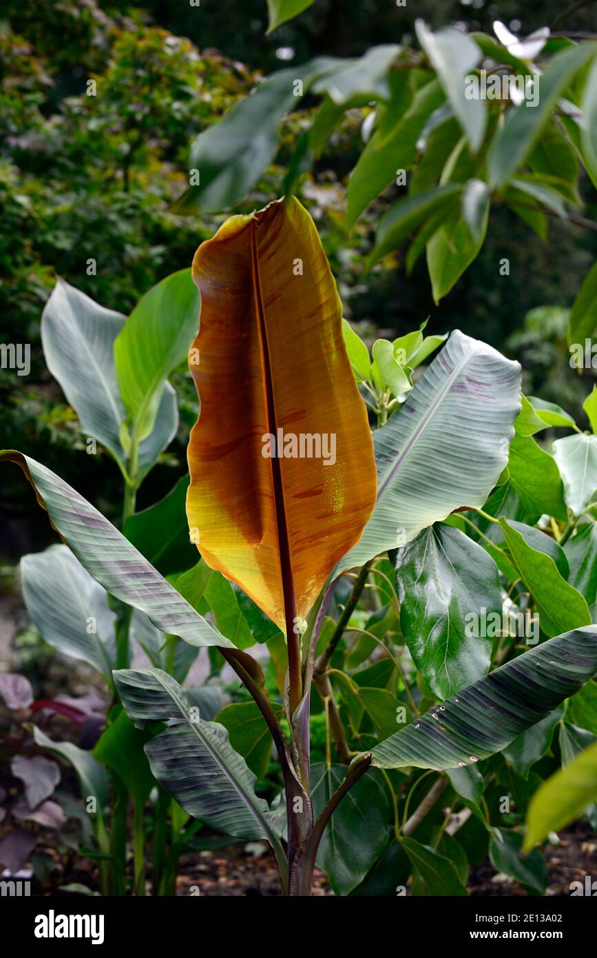 Musa,hojas,follaje,plátano ornamental,planta ornamental,esquema de plantación tropical,RM Floral Foto de stock