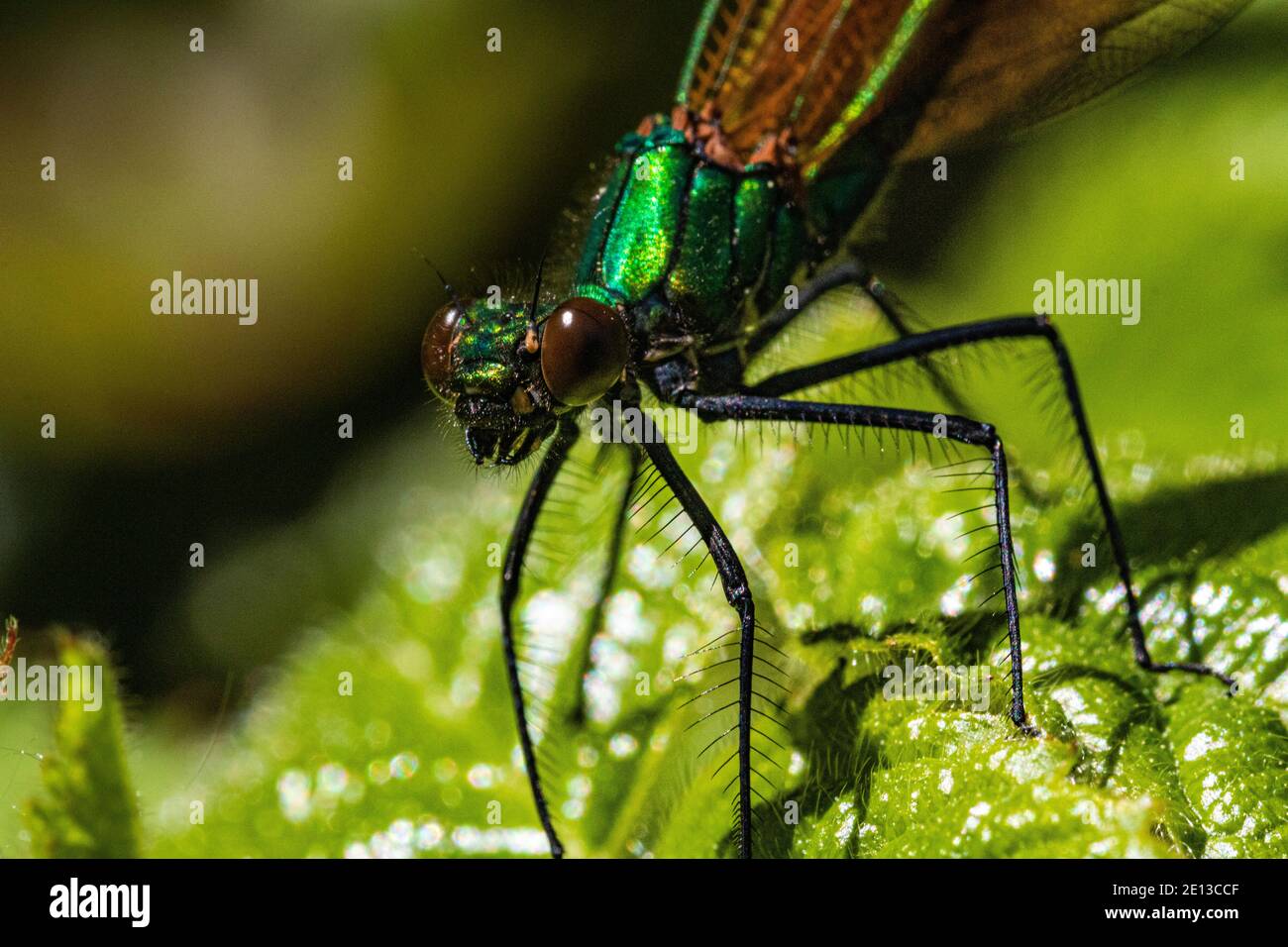 Cabeza detallada en la imagen de un macho Demoiselle Agrion Damselfly (Calopteryx virgo) también conocido como hermoso Agrion, en reposo en un cálido día de primavera. Foto de stock