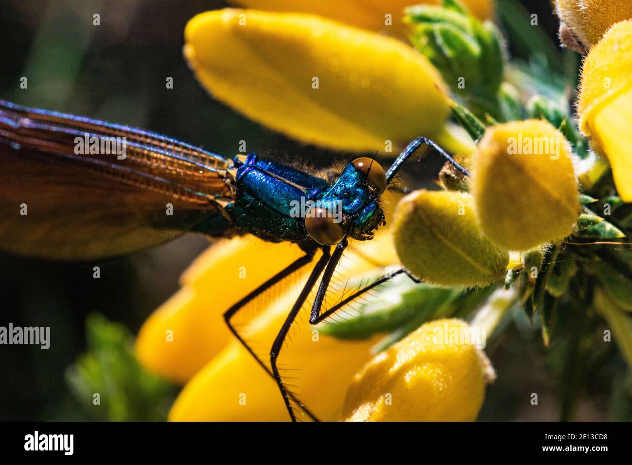 Vista detallada de la cabeza de un hombre de la Demoiselle Agrion (Damselfly Calopteryx virgo) también conocido como Bella Agrion, en reposo en un cálido día de primavera. Foto de stock