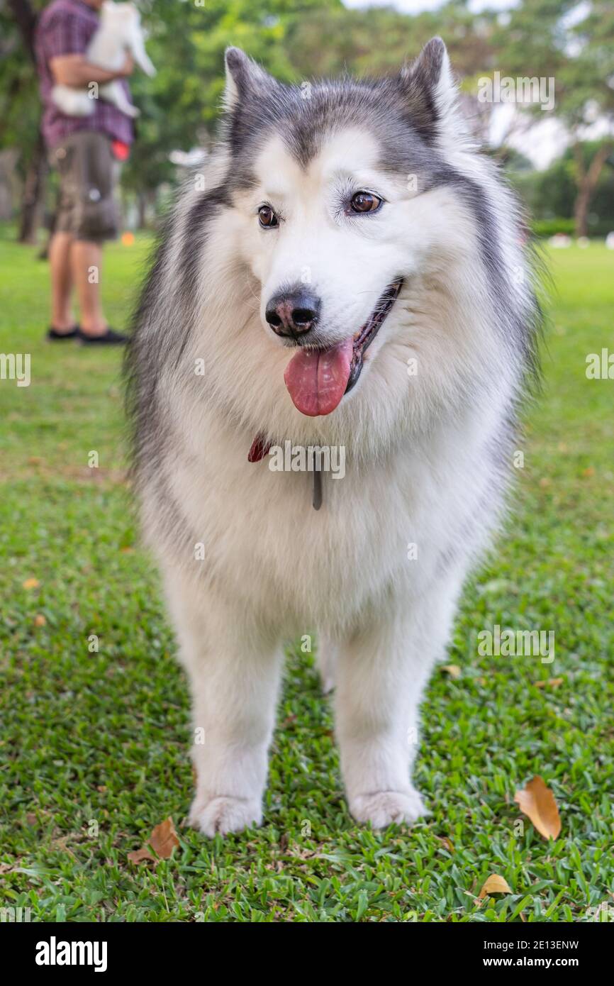 son los malamutes de alaska perros grandes