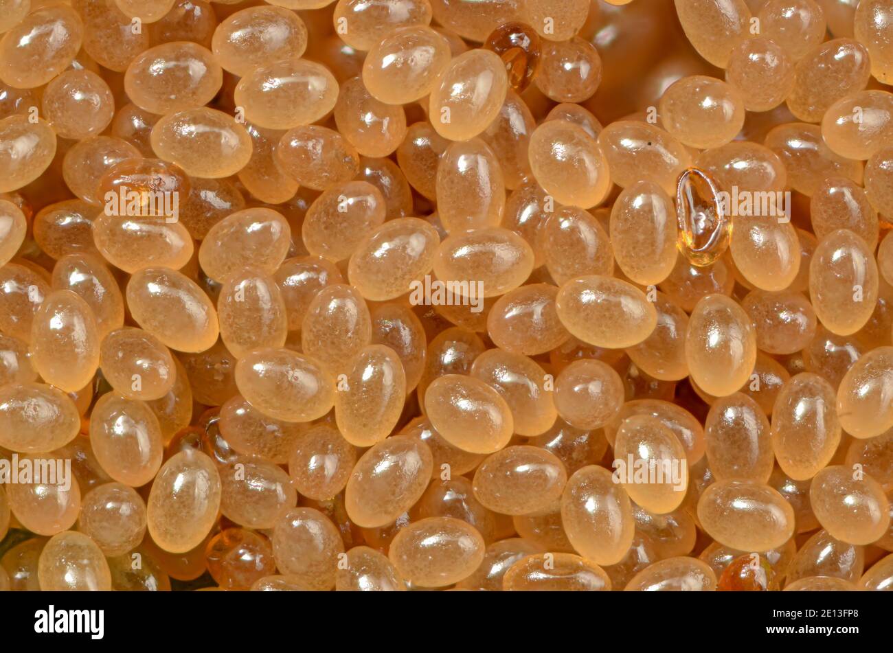 Huevo parasitario fotografías e imágenes de alta resolución - Alamy