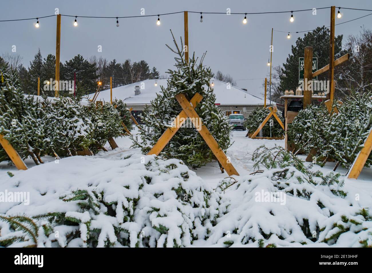Árboles de Navidad cubiertos de nieve en venta en mucho Foto de stock