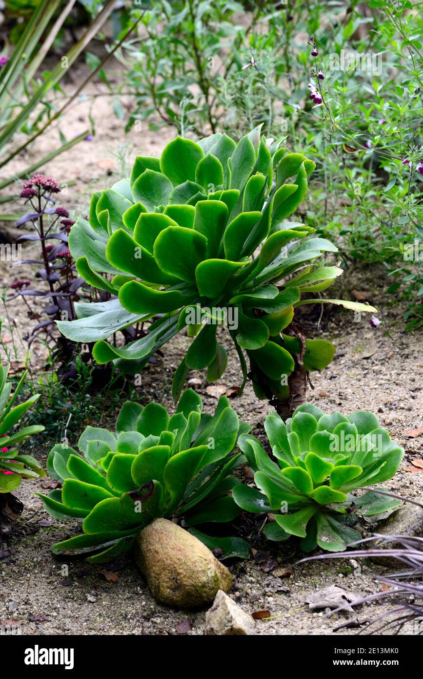Diosa verde aeonium, hojas verde menta, hojas carnosas, roseta, suculenta, suculentas, RM Floral Foto de stock
