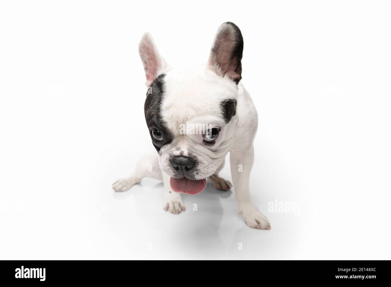 Niño peligroso. Bulldog francés joven perro está posando. Lindo juguetón  blanco-negro doggy o mascota está jugando y buscando feliz aislado sobre  fondo blanco. Concepto de movimiento, acción, movimiento Fotografía de  stock -