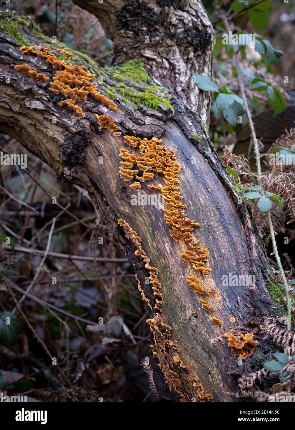 Primer plano de Intrecate modeló el crecimiento de hongos en un árbol caído en un bosque inglés, Worcestershire, Reino Unido. Foto de stock