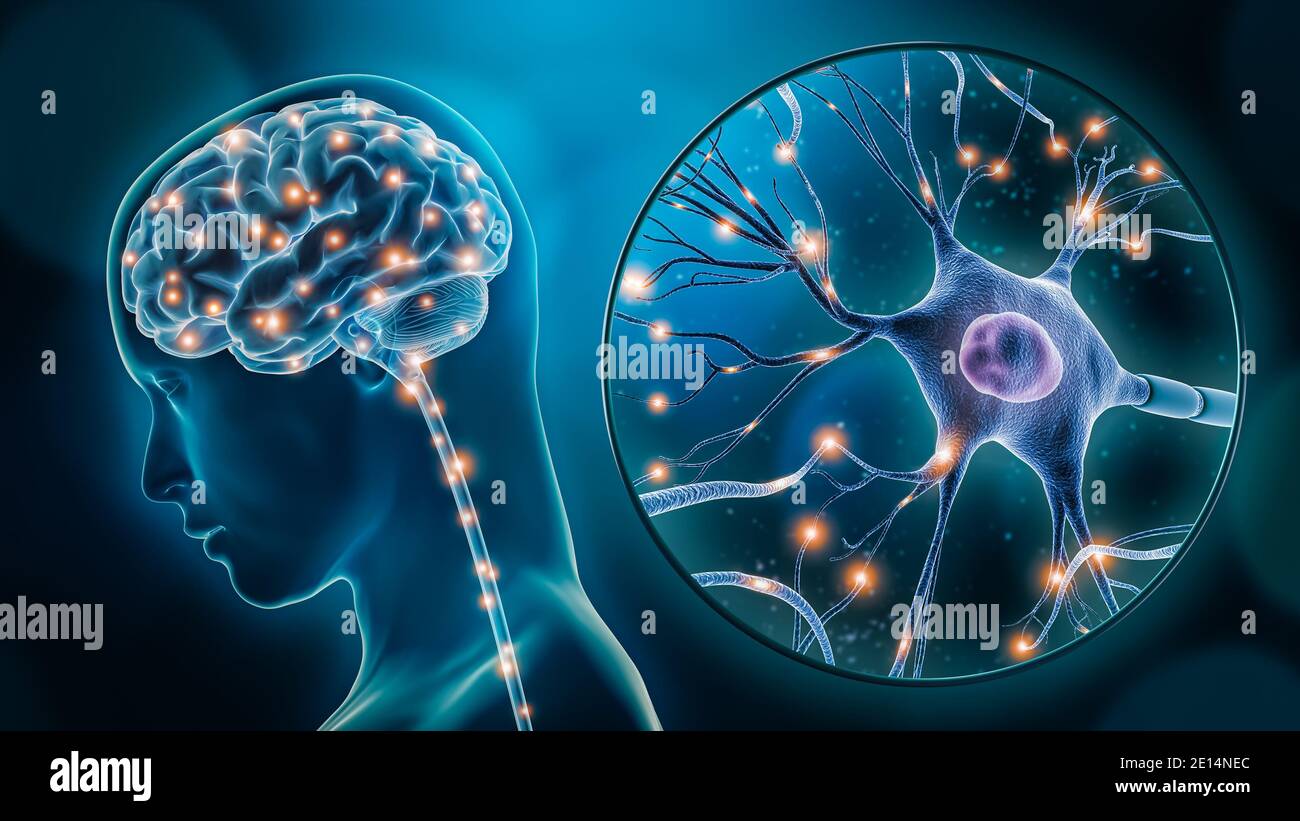 Estimulación cerebral humana o actividad con primer plano neurona ilustración de representación 3D. Neurología, cognición, red neuronal, psicología, neurociencia Foto de stock