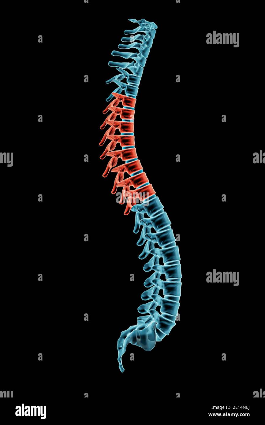 Curvaturas normotípicas de la columna vertebral./ Adaptado de Pixabay