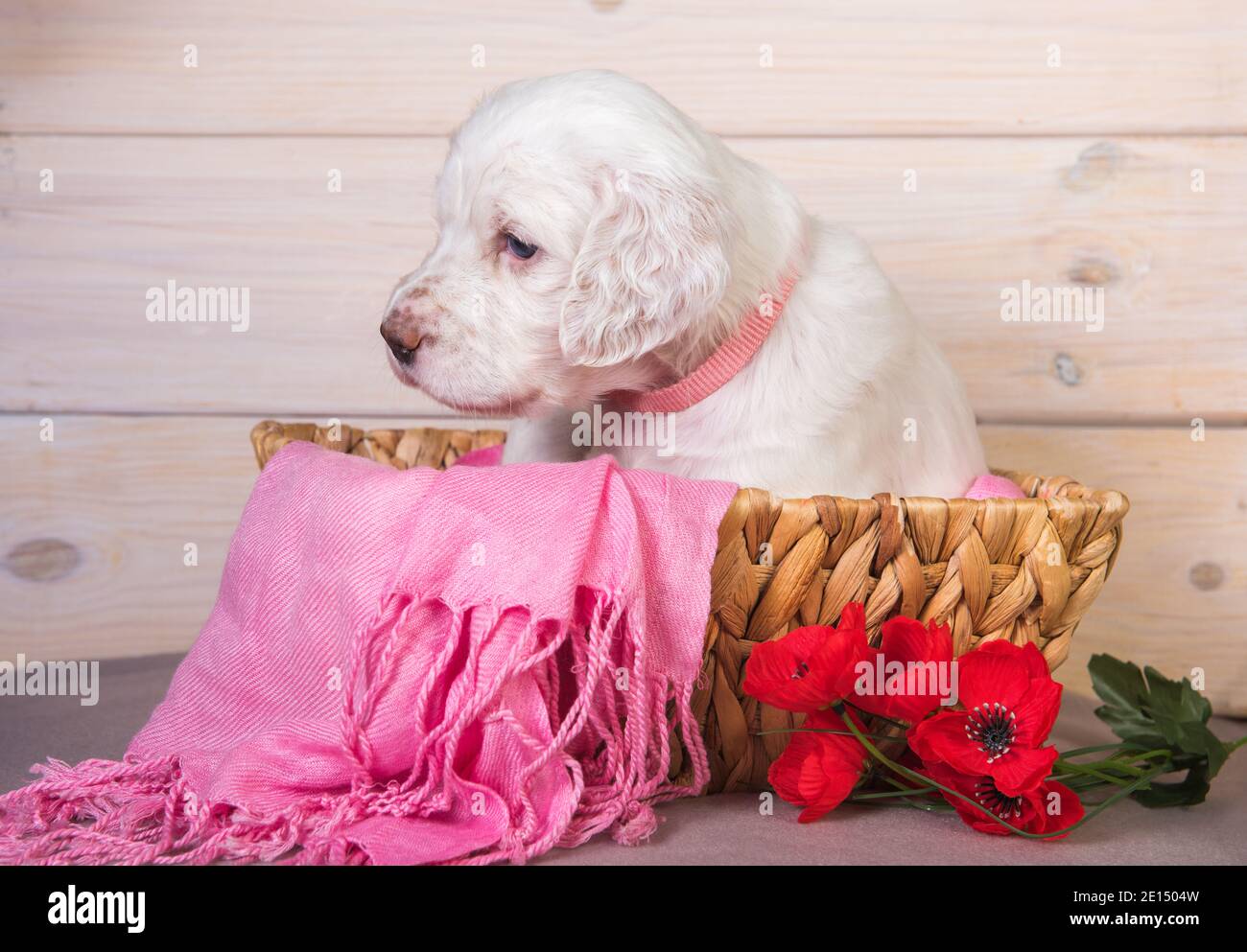 Blanco con motas de color naranja Inglés setter perro cachorro en una cesta  de madera con amapolas flores. Tarjeta de Pascua Fotografía de stock - Alamy
