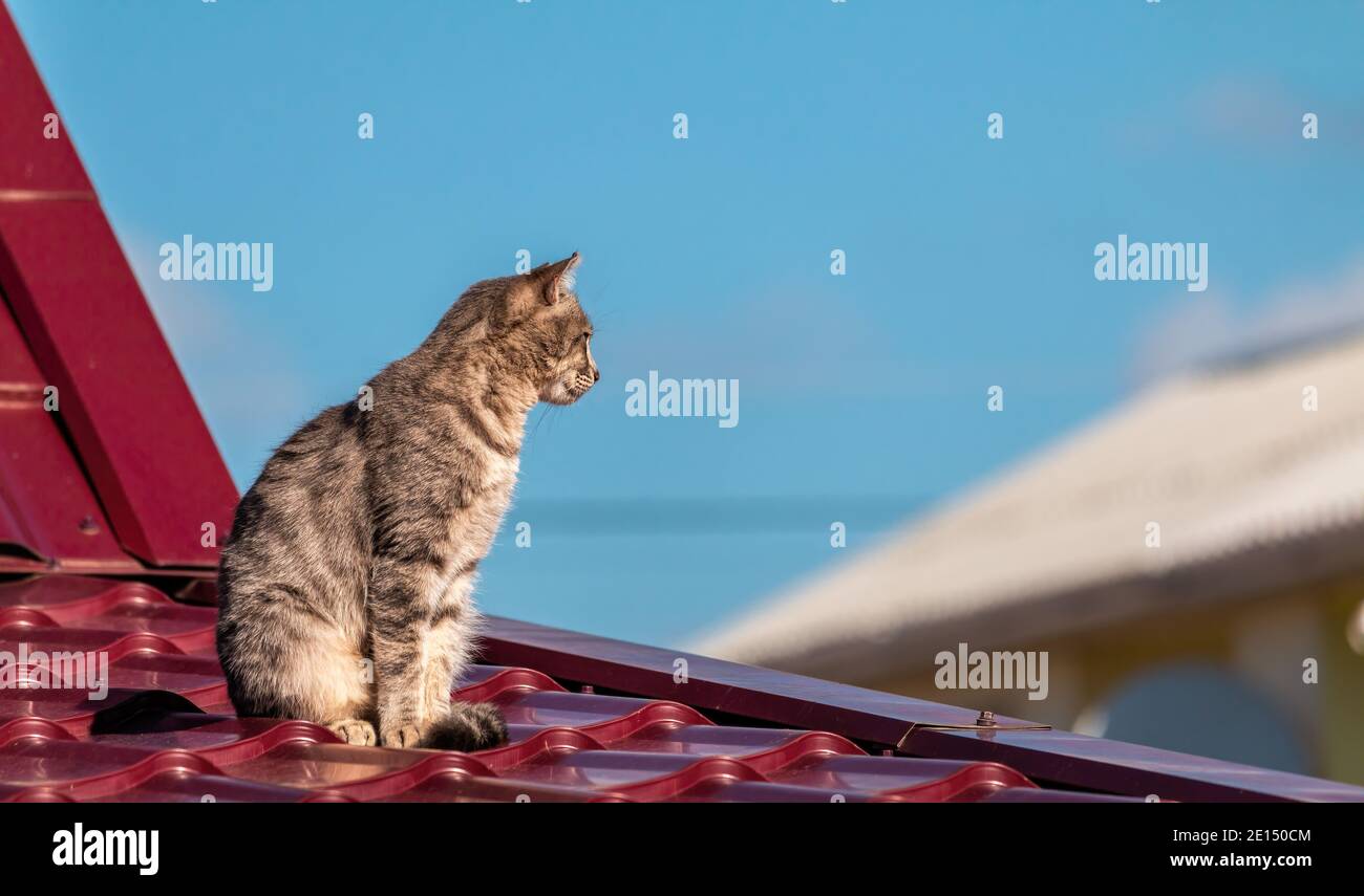 Un gato a rayas grises sentado en el borde de un pequeño techo metálico rojo mirando a la derecha. Cálido otoño escena rural con mascota en el fondo de una casa roja. Foto de stock