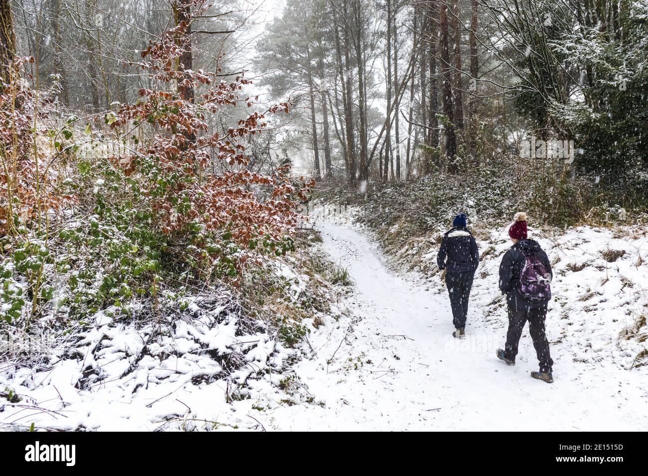 Gente disfrutando de un paseo durante la caída de nieve en un bosque de Cotswold en Painswick Beacon, Gloucestershire, Reino Unido Foto de stock