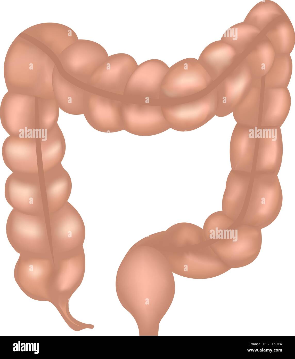 Anatomía del intestino grueso dibujo de malla colorido Imagen Vector de  stock - Alamy