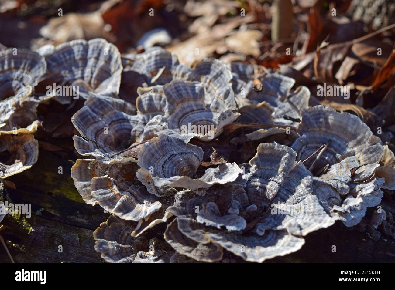 Hongos de cola de pavo o de rot blanco Foto de stock