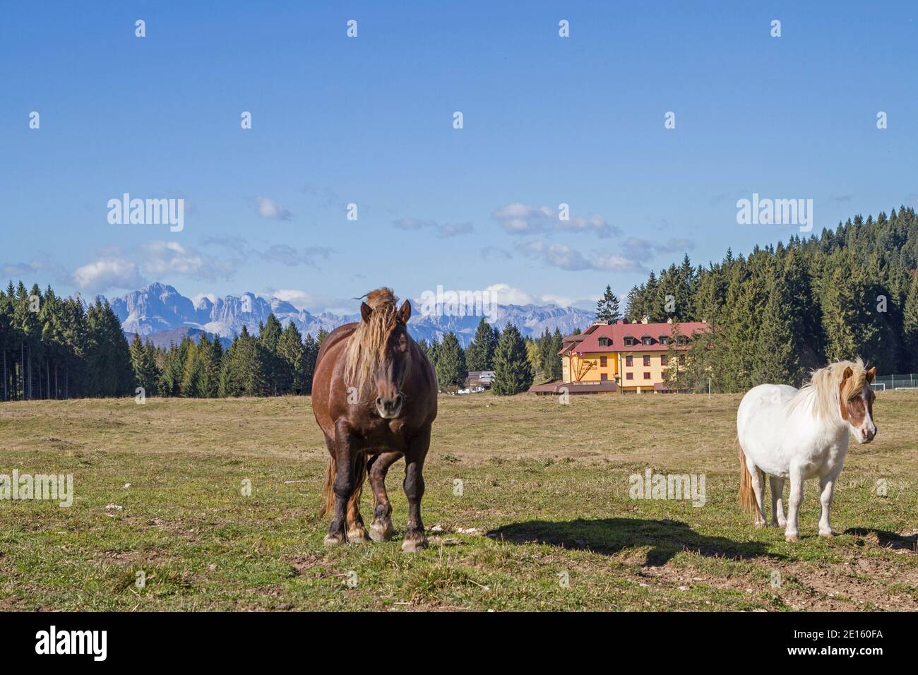 Brown Horse y White Pony en una pradera de montaña en El paso de Vezzena en Trentino Foto de stock