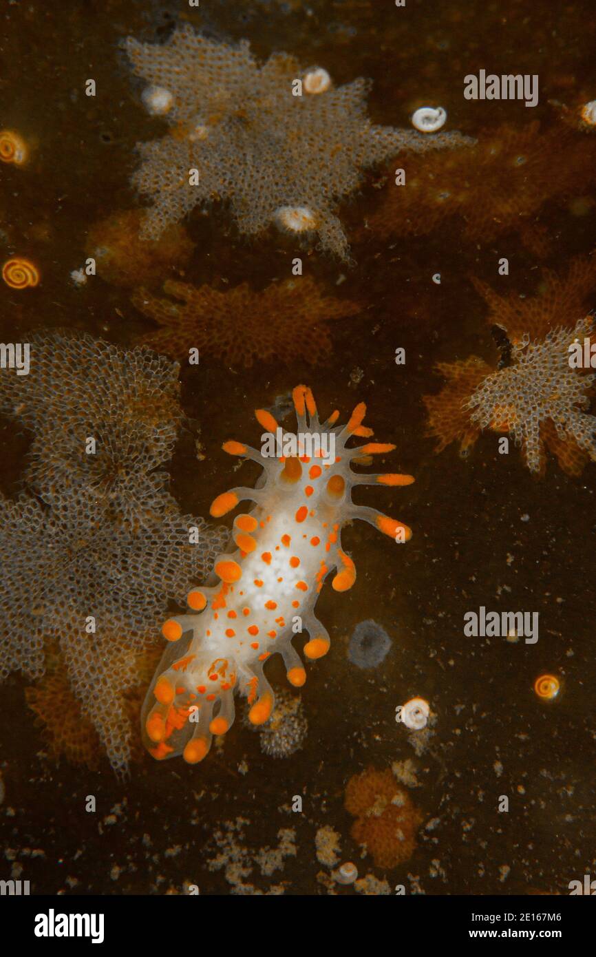 Limacia clavigera, Loch Fyne, Escocia Foto de stock