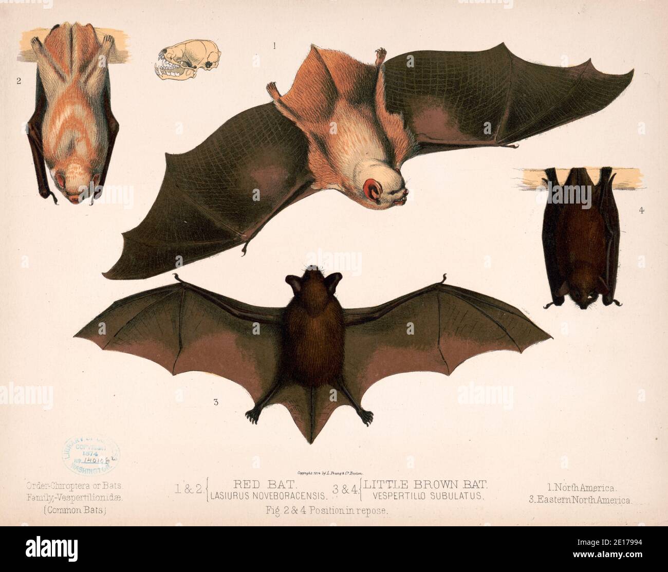 Ilustraciones de murciélagos - 1. Y 2. Murciélago rojo. Lasiurus noveboracensis 3. Y 4. Un murciélago marrón. Vespertillo suplatus. Figs. 2. Y 4. Posición en reposo - alrededor de 1874 Foto de stock