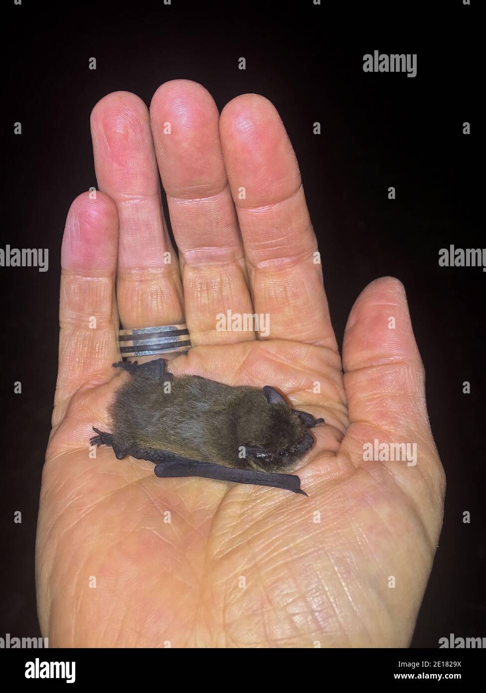 Pipistrelle Bat común (Pipistrellus pipistrellus) en manos del biólogo, Baden-Wuerttemberg, Alemania Foto de stock