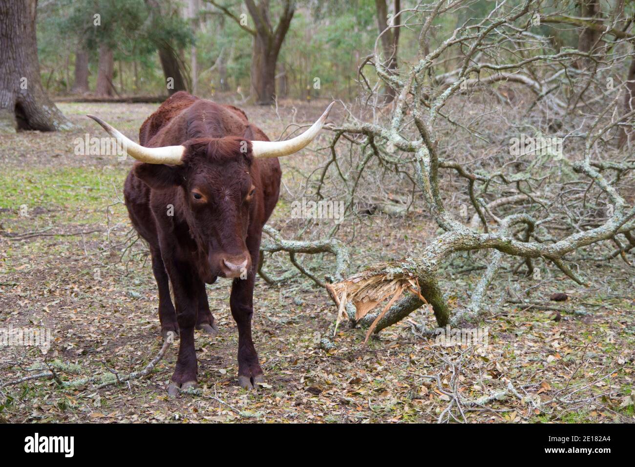 Vaca roja Devon pastando en pastura. Foto de stock