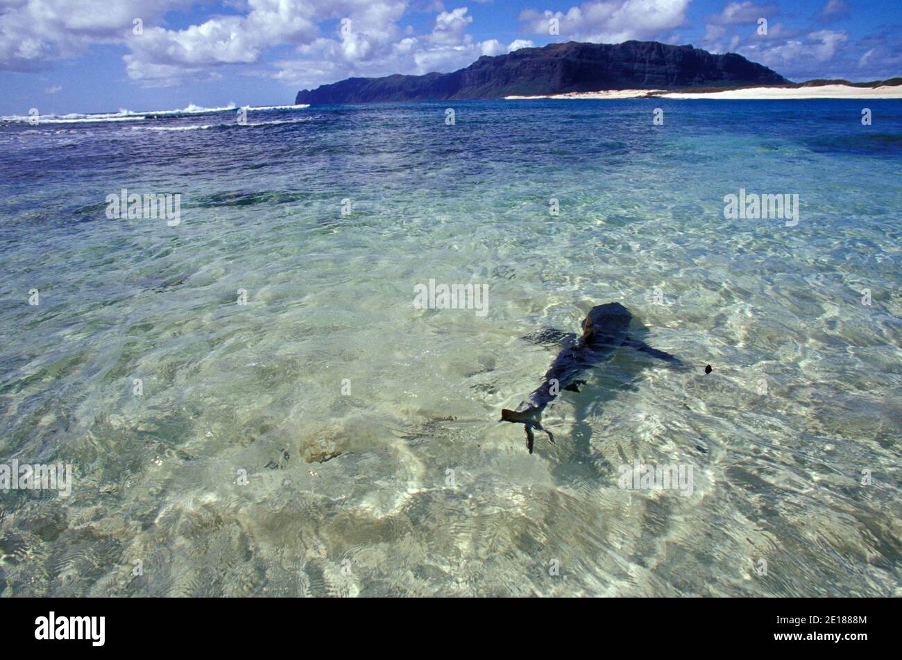 Reef shark swimming in shallow waters off white sand beach, Niihau, Hawaii Foto de stock