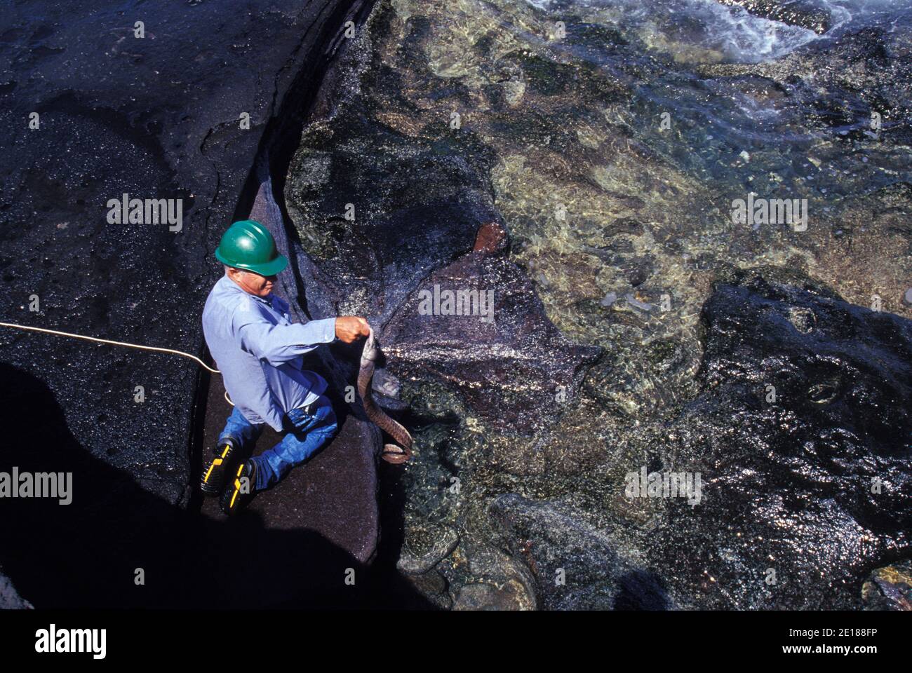 Keith Robinson feeds an eel in shallow waters of Niihau, Hawaii Foto de stock
