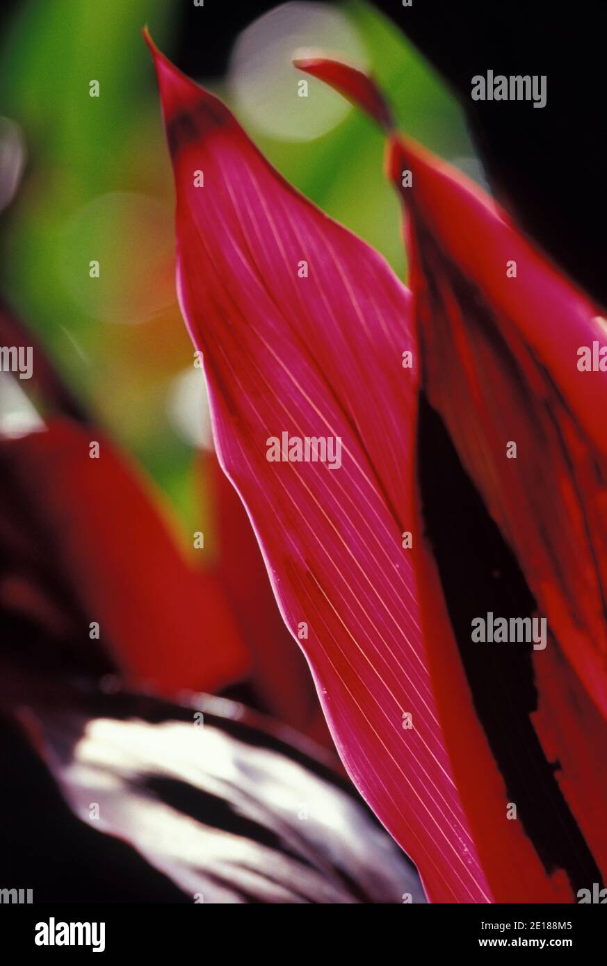 Red ti leaf closeup, backlit by sun Foto de stock