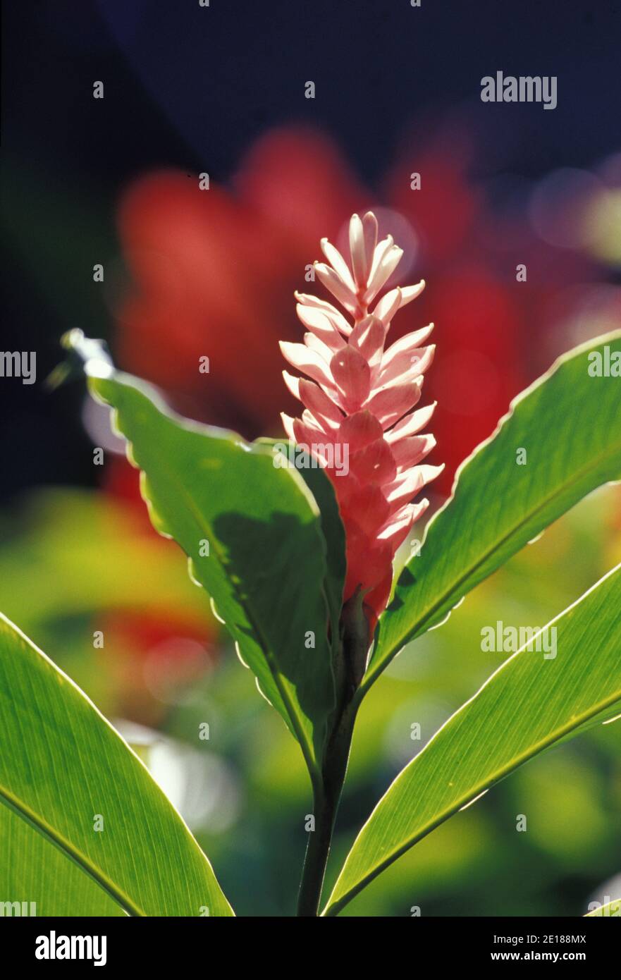 Red ginger or torch ginger blossom, backlit by sun Foto de stock