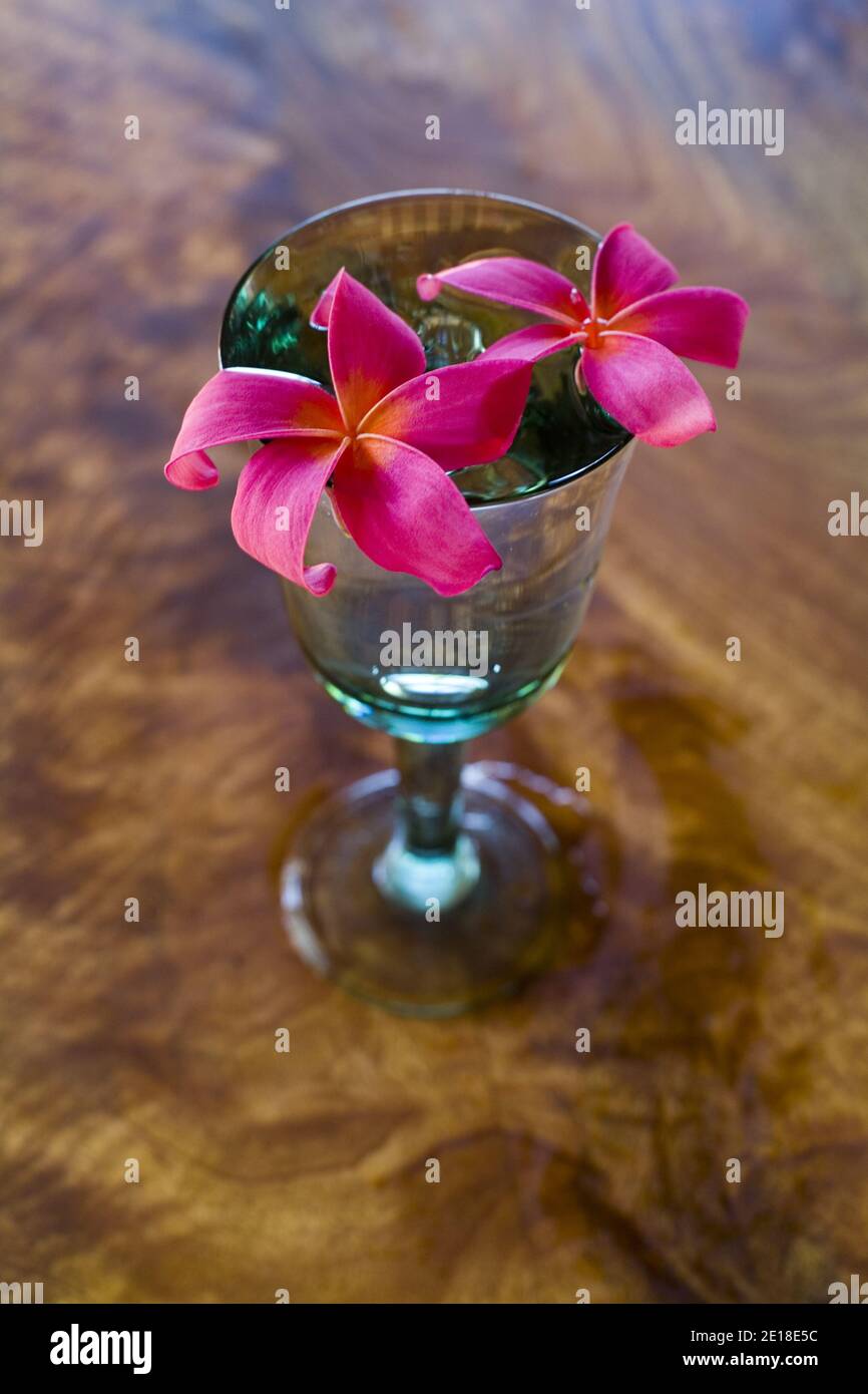 Plumeria flores sobre mesa de madera de mango. Plumeria, o ''frangipani'' es una flor aromática profundamente ligada a Hawai y su cultura. Foto de stock