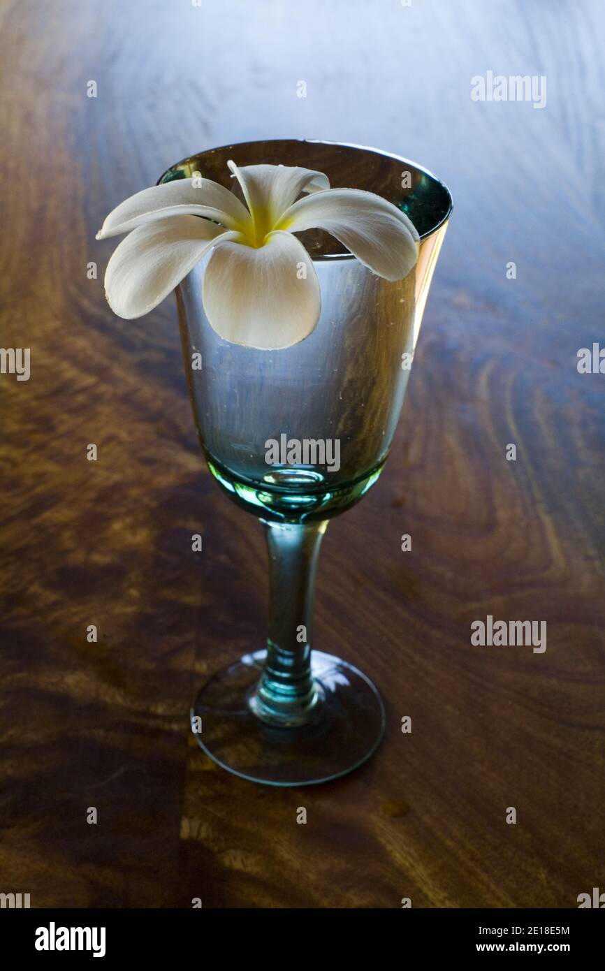 Plumeria flores sobre mesa de madera de mango. Plumeria, o ''frangipani'' es una flor aromática profundamente ligada a Hawai y su cultura. Foto de stock