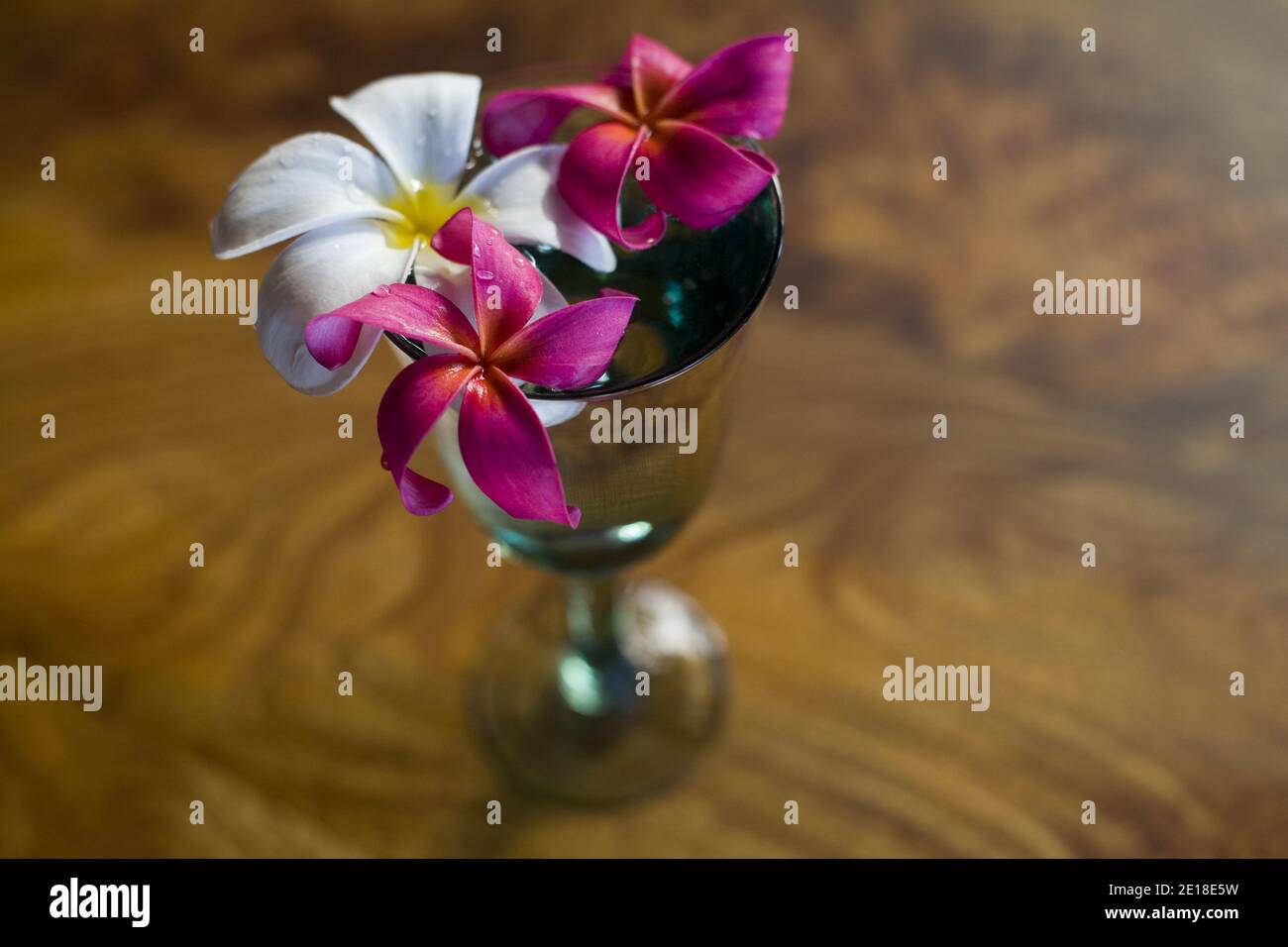 Plumeria flores sobre mesa de madera de mango. Plumeria, o ''frangipani'' es una flor aromática profundamente ligada a Hawai y su cultura. Foto de stock