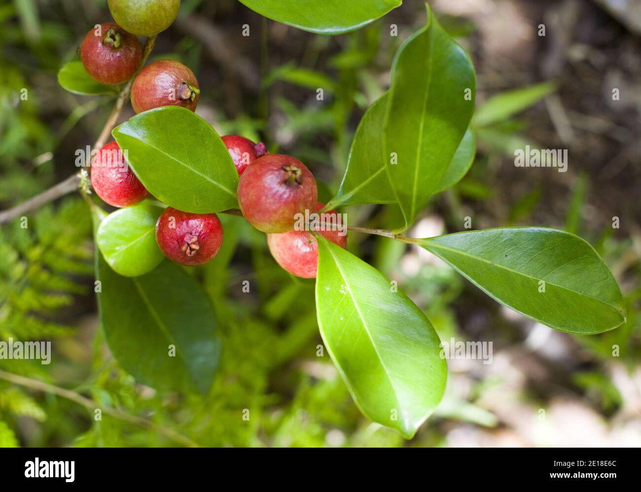 Guayaba de fresa (psidium cattleianum) Son deliciosos y crecen silvestres en los restos de Hawai Foto de stock