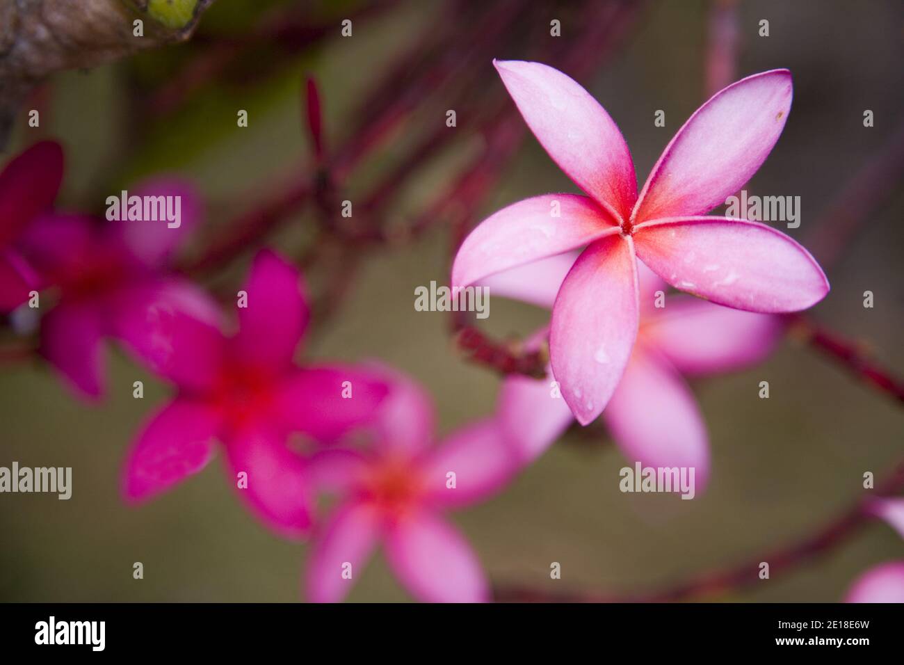 Flores de Plumeria, una flor fragante profundamente ligada a Hawai y su cultura, también llamada ''frangipani Foto de stock