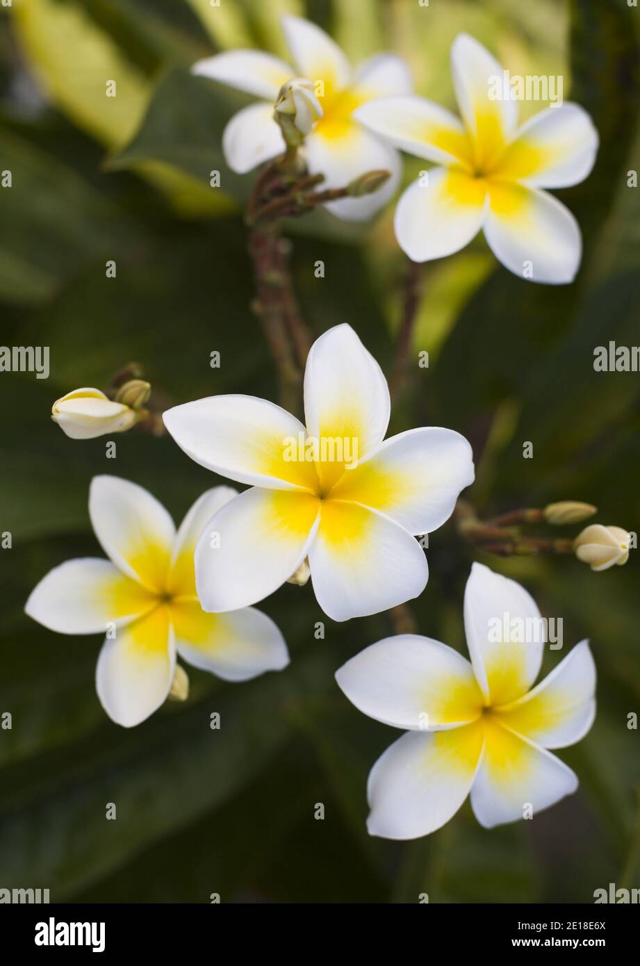 Flores de Plumeria, una flor fragante profundamente ligada a Hawai y su cultura, también llamada ''frangipani Foto de stock