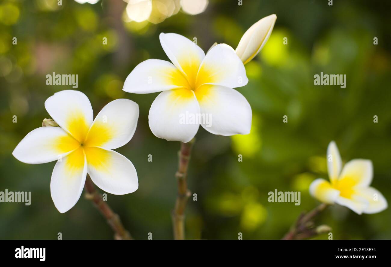 Flores de Plumeria, una flor fragante profundamente ligada a Hawai y su cultura, también llamada ''frangipani Foto de stock