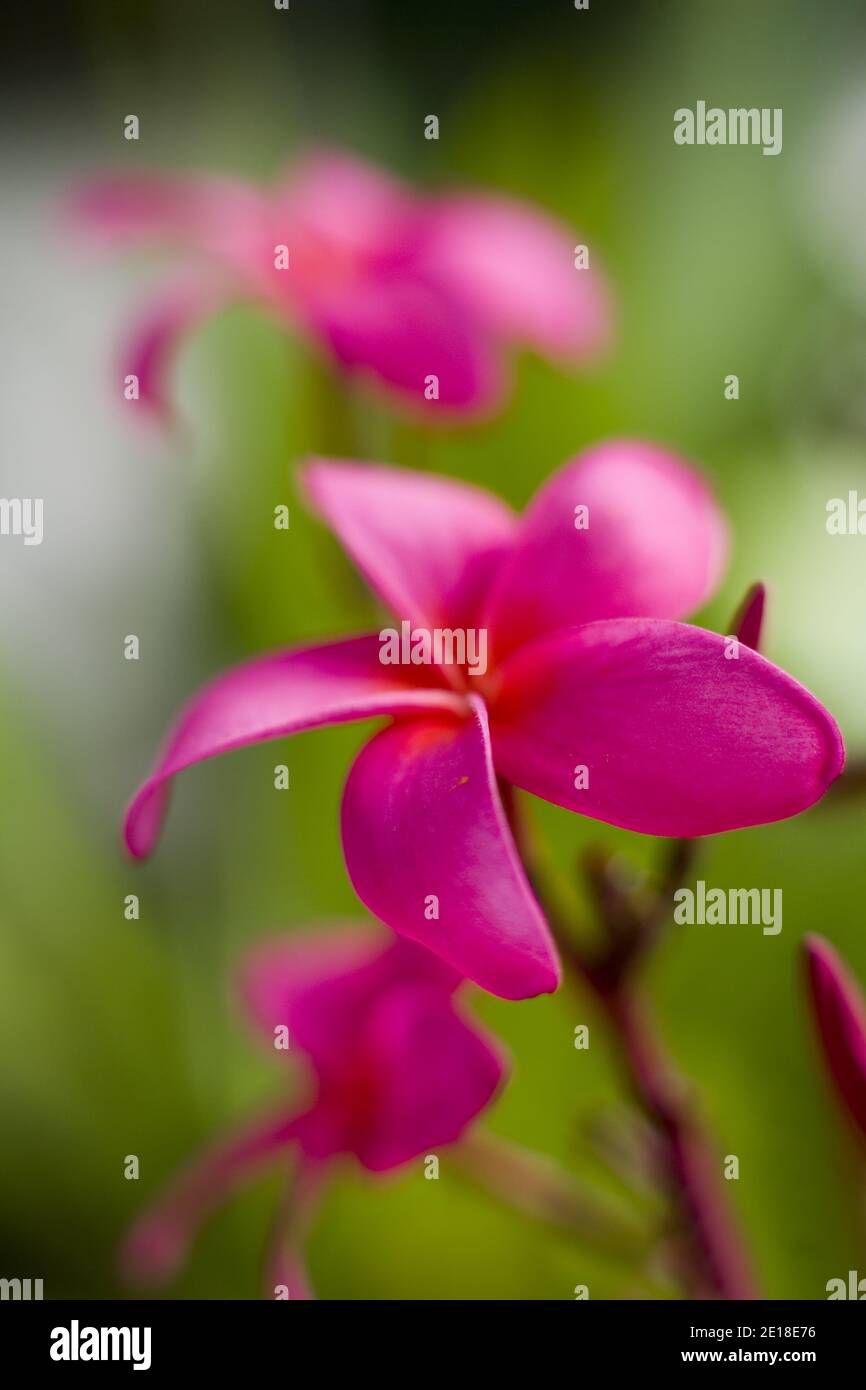 Flores de Plumeria, una flor fragante profundamente ligada a Hawai y su cultura, también llamada frangipani Foto de stock