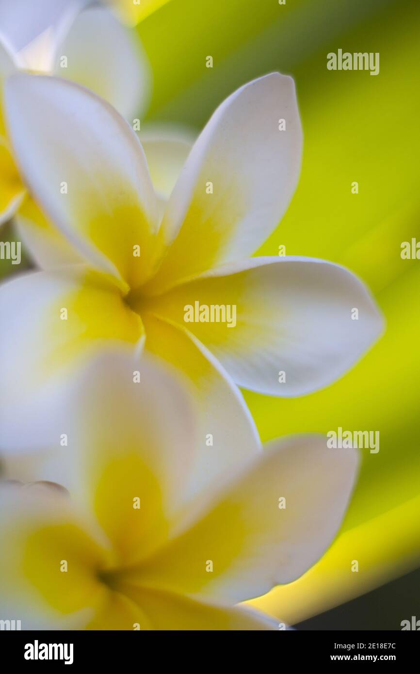 Flores de Plumeria, una flor fragante profundamente ligada a Hawai y su cultura, también llamada frangipani Foto de stock