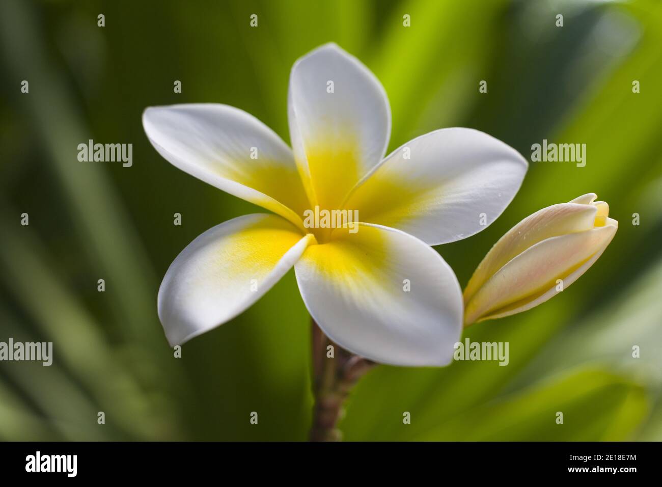 Flores de Plumeria, una flor fragante profundamente ligada a Hawai y su cultura, también llamada ''frangipani Foto de stock