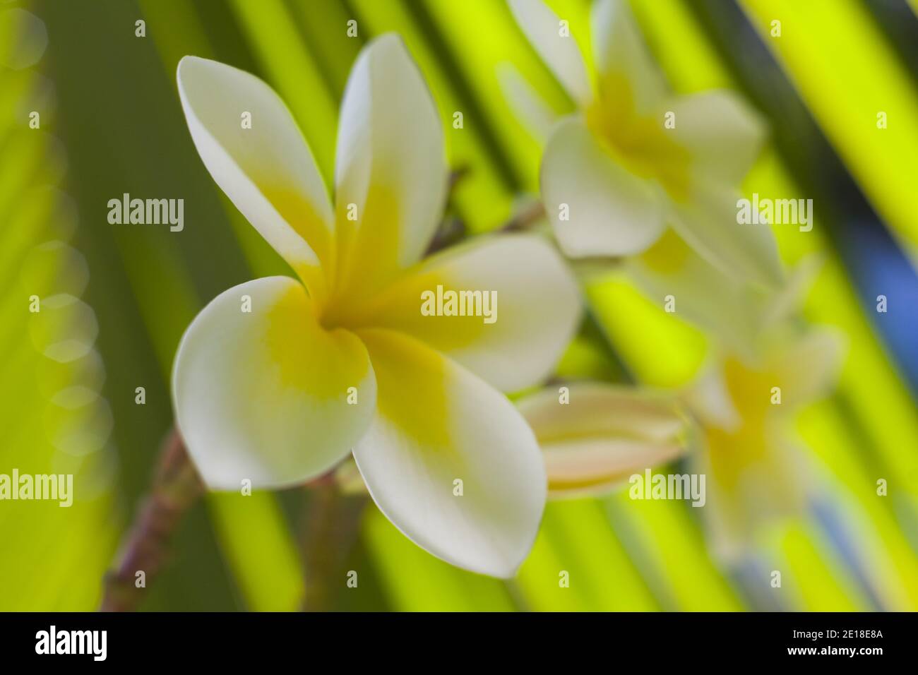 Flores de Plumeria, una flor fragante profundamente ligada a Hawai y su cultura, también llamada ''frangipani Foto de stock