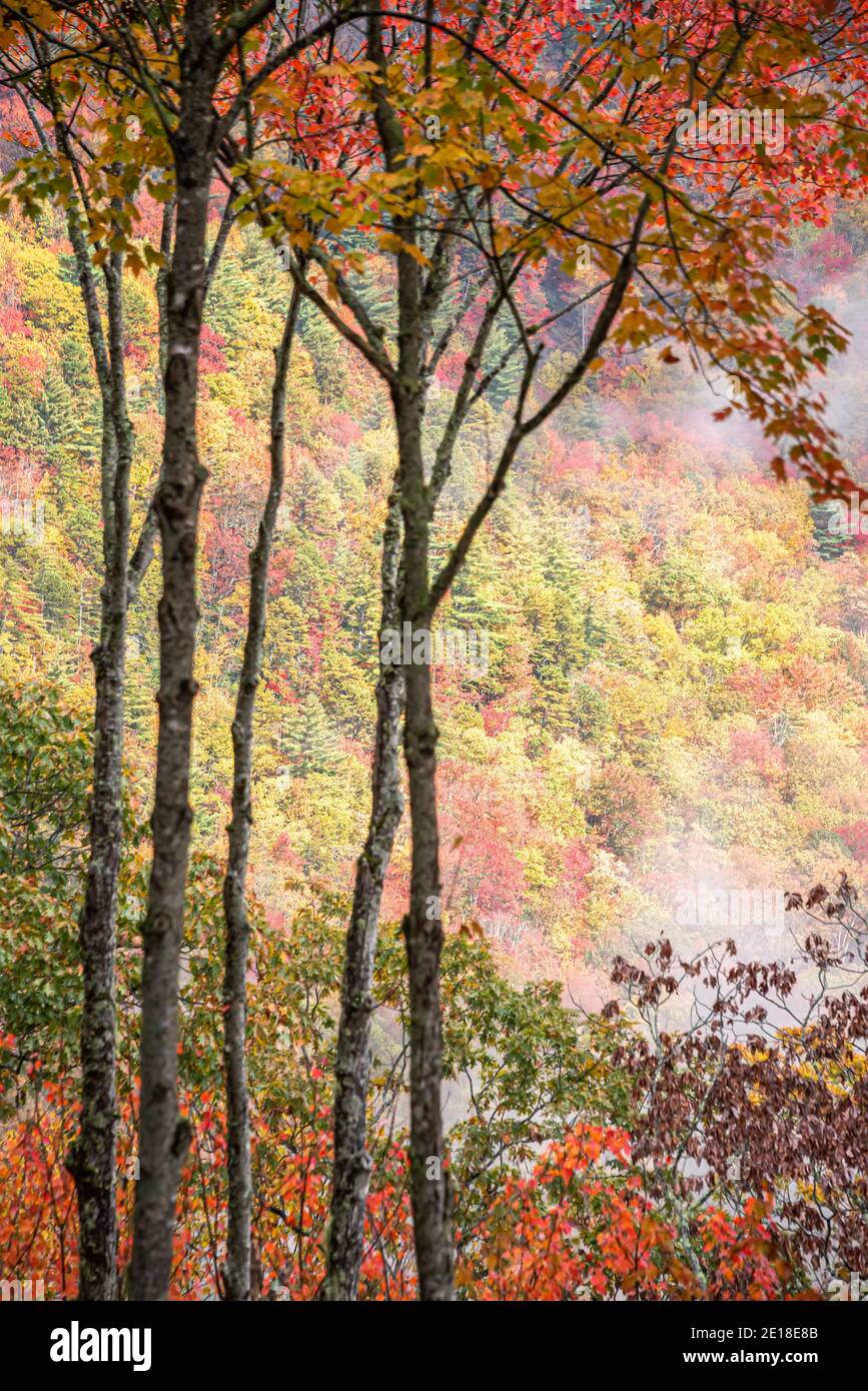 Hermosa vista escénica de la montaña del follaje de otoño en Sapphire Valley, Carolina del Norte, cerca de Cashiers. (EE.UU.) Foto de stock