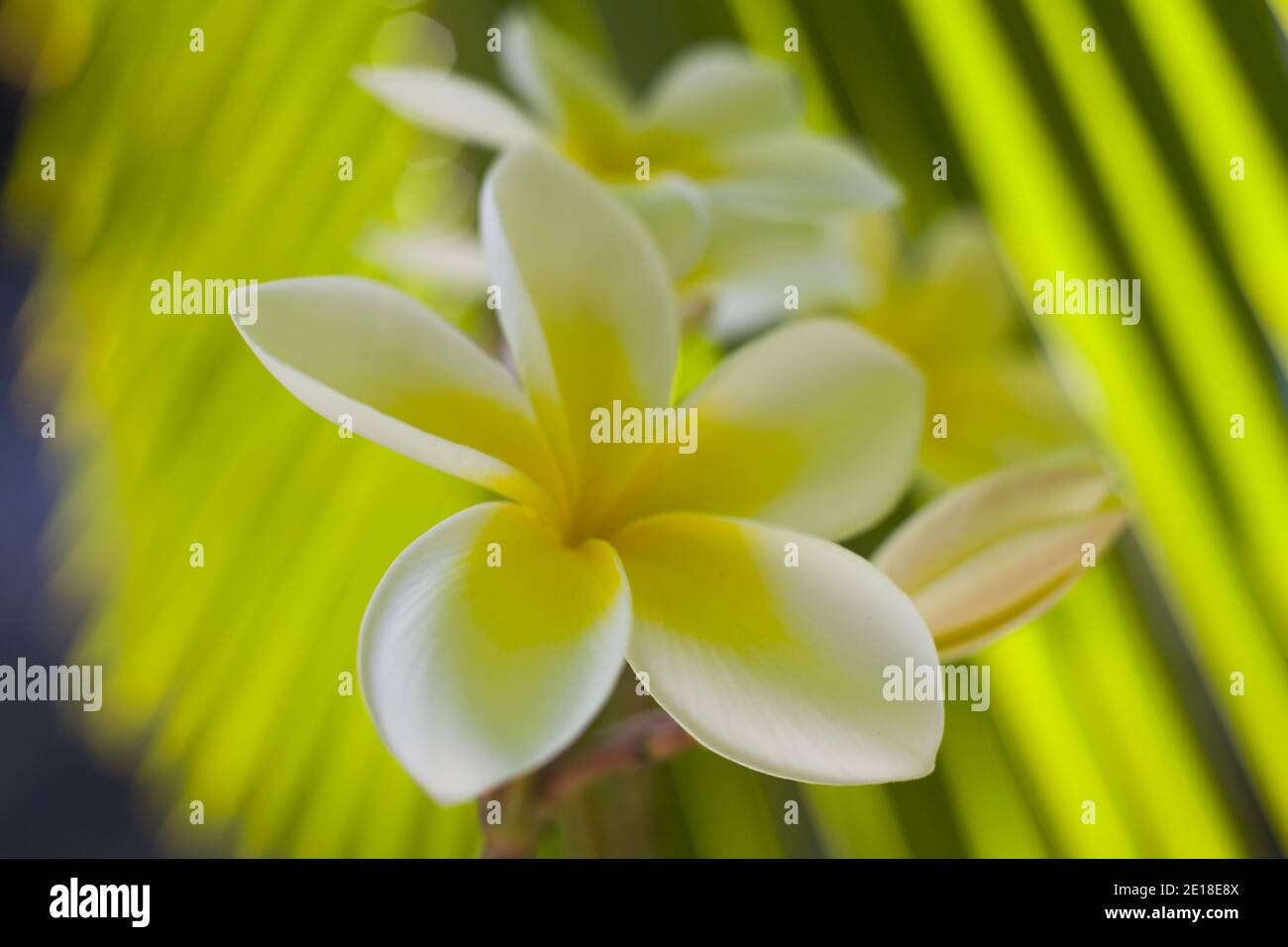 Flores de Plumeria, una flor fragante profundamente ligada a Hawai y su cultura, también llamada ''frangipani Foto de stock