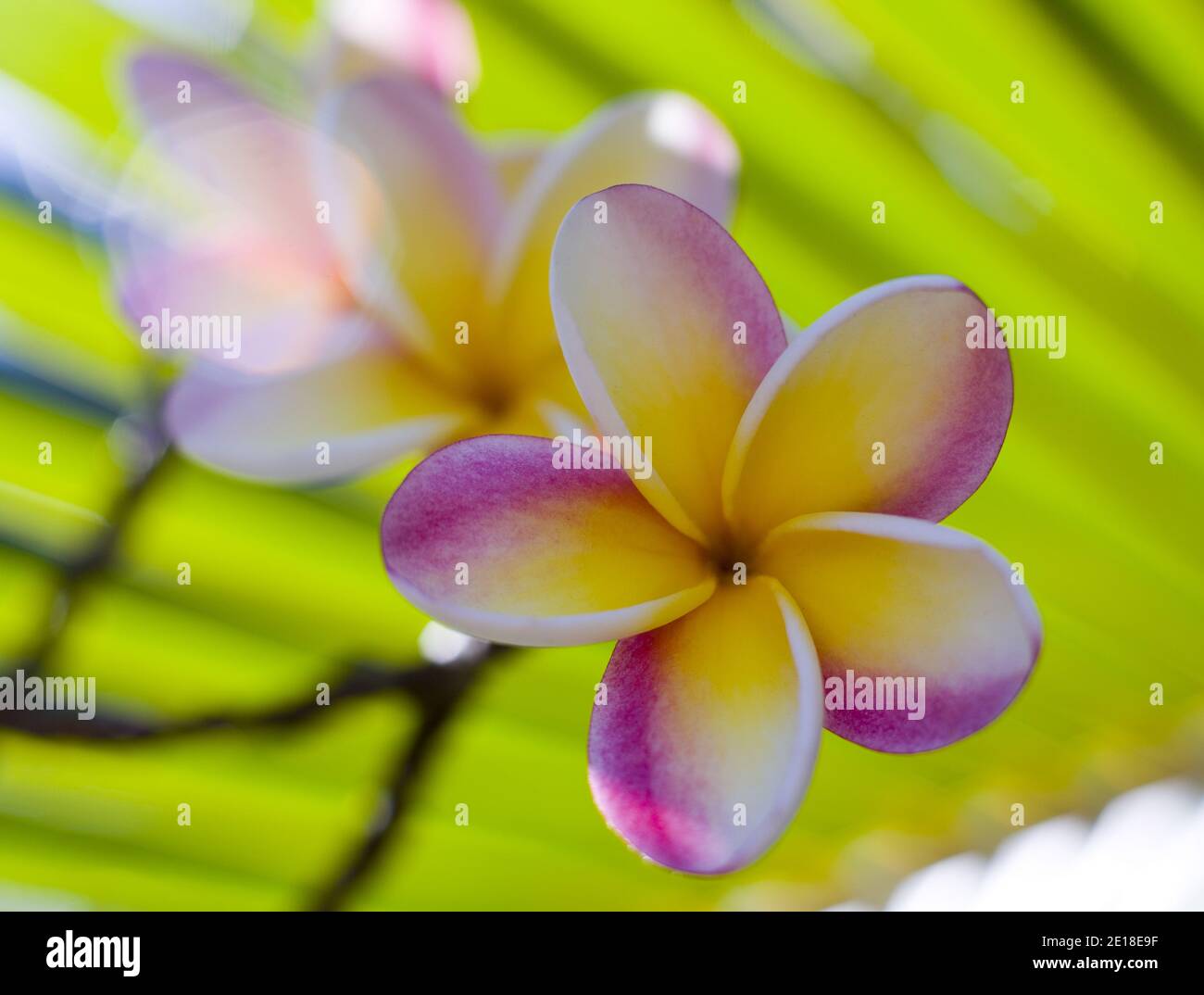 Flores de Plumeria, una flor fragante profundamente ligada a Hawai y su cultura, también llamada ''frangipani Foto de stock